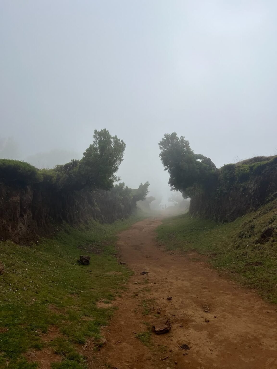 A path into the mist through the ancient laurel trees of Fanal, Madeira